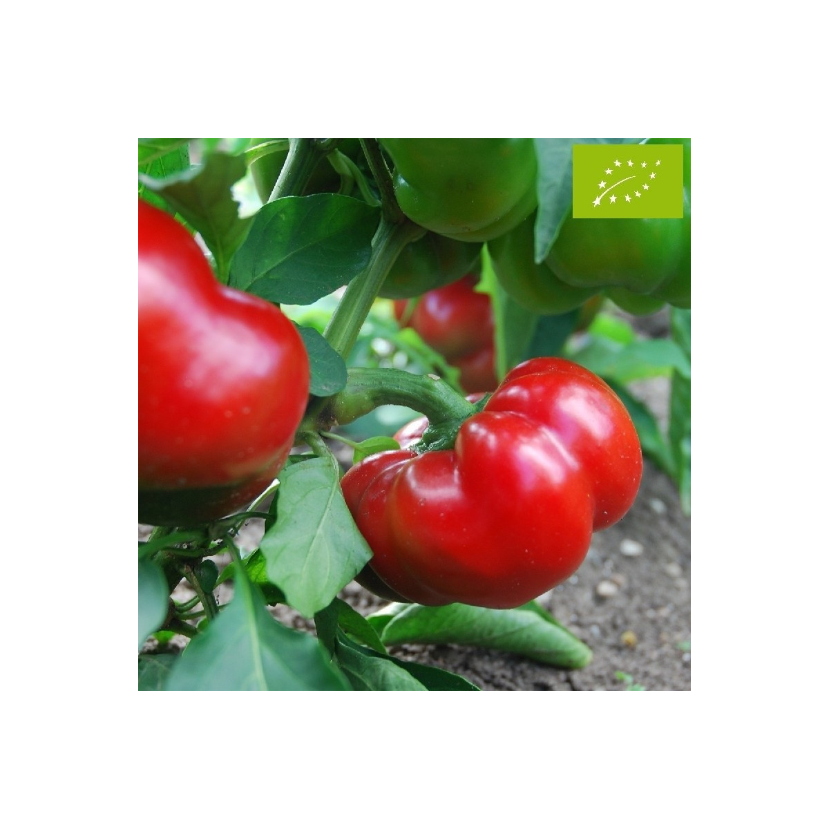 BIO Paprika Bellpepper červená - Capsicum annuum - bio semená papriky - 6 ks
