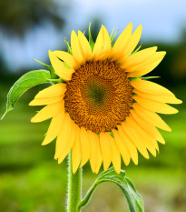 BIO Slnečnica Sunspot - Helianthus annuus - bio semená slnečnice - 8 ks