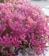 Rozchodník pochybný Voodoo - Sedum spúrium - semená rozchodníka - 50 ks