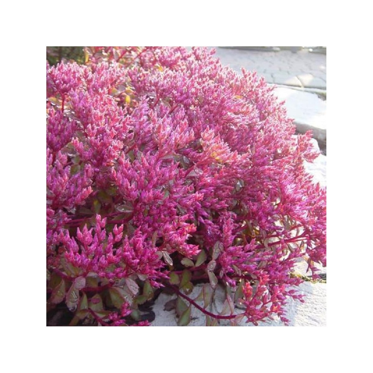 Rozchodník pochybný Voodoo - Sedum spúrium - semená rozchodníka - 50 ks