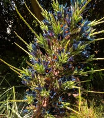 Puya Venusta - Puya Venusta - semená puye - 20 ks