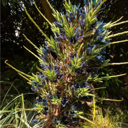 Puya Venusta - Puya Venusta - semená puye - 20 ks