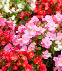 Begónia Coctail - Begonia semperflorens - semena begónie - 12 ks