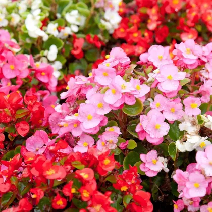 Begónia Coctail - Begonia semperflorens - semena begónie - 12 ks