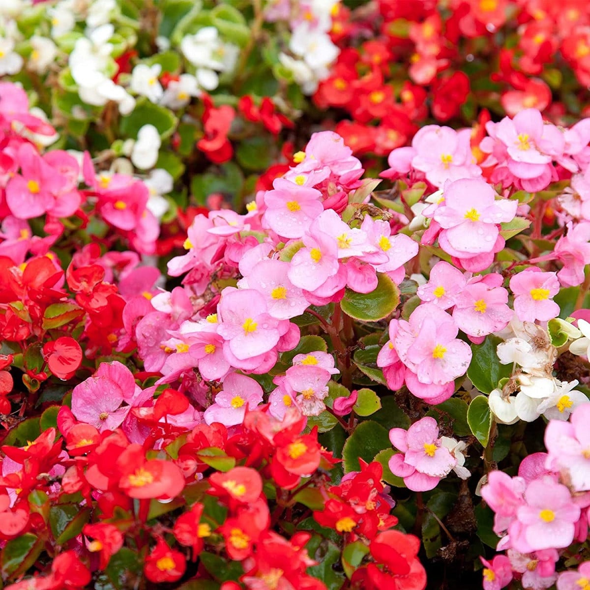 Begónia Coctail - Begonia semperflorens - semena begónie - 12 ks
