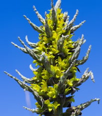 Puya Chilensis - Puya Chilensis - semená puye - 20 ks
