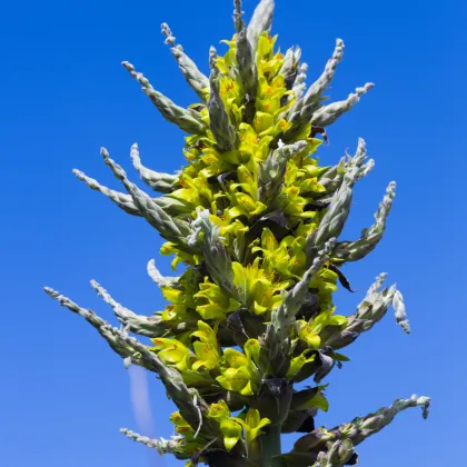 Puya Chilensis - Puya Chilensis - semená puye - 20 ks