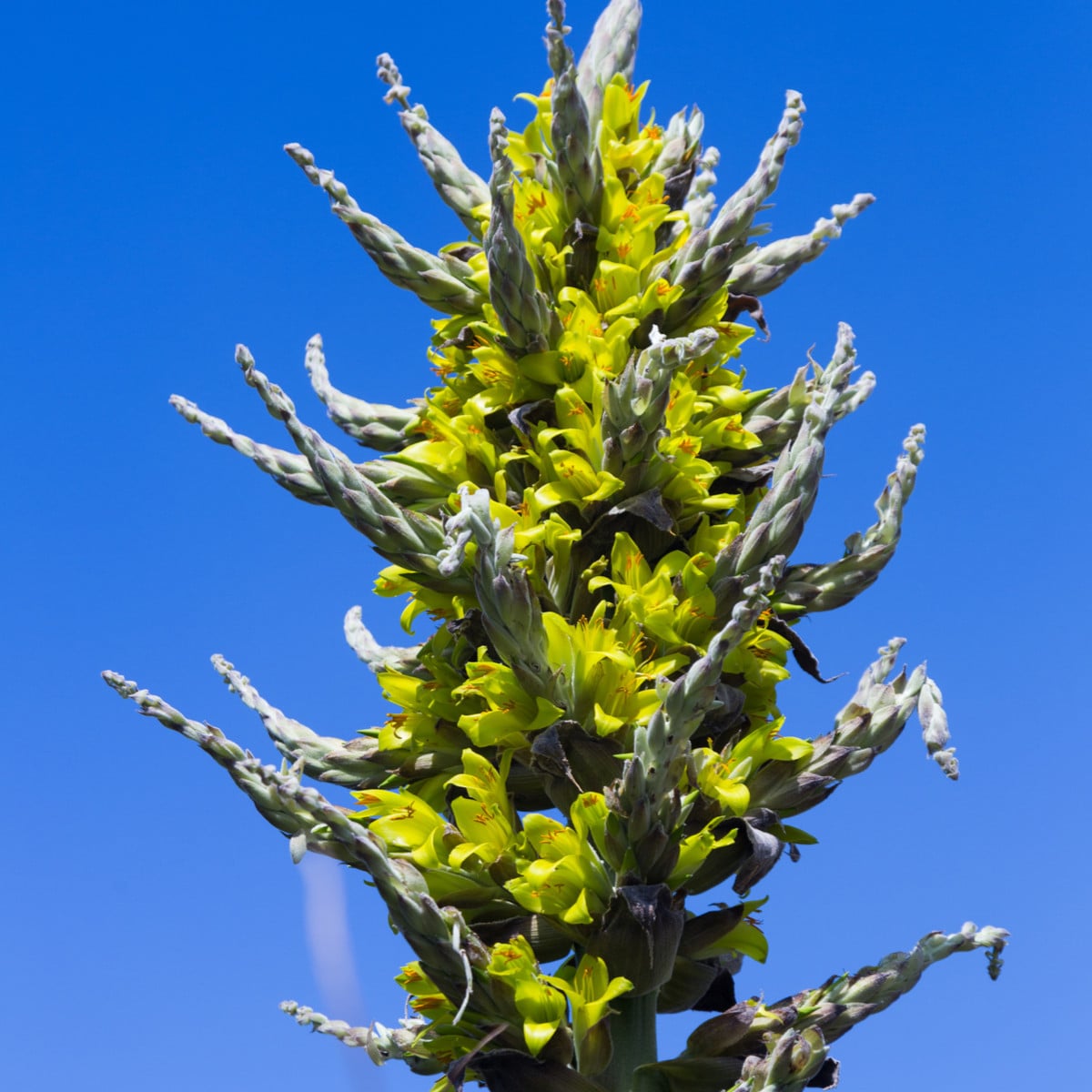 Puya Chilensis - Puya Chilensis - semená puye - 20 ks