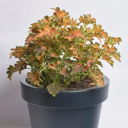 Africká pŕhľava Wizard Scarlet - Coleus blumei - semená africkej pŕhľavy - 30 ks