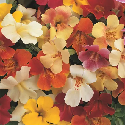 Čarodejka skrížená Magic Mix F1 - zmes - Mimulus hybridus - semená - 50 ks