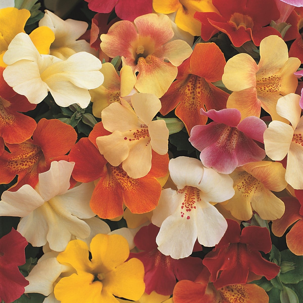 Čarodejka skrížená Magic Mix F1 - zmes - Mimulus hybridus - semená - 50 ks