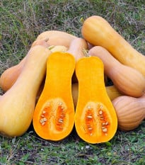 Tekvica muškátová Butterscotch PMT F1 - Cucurbita moschata - semená tekvice - 5 ks