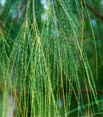 Tropický dub - Casuarina Cunninghamiana - semená duba - 5 ks