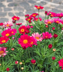 Margaréta Robinson ružová zmes - Tanacetum coccineum - semená margaréty - 100 ks