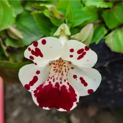 Čarodejka bodkovaná White Blotch - Mimulus - semená čarodejky - 20 ks