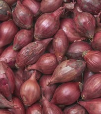 BIO Cibuľa Red Baron - Allium cepa - semená cibule - 100 ks