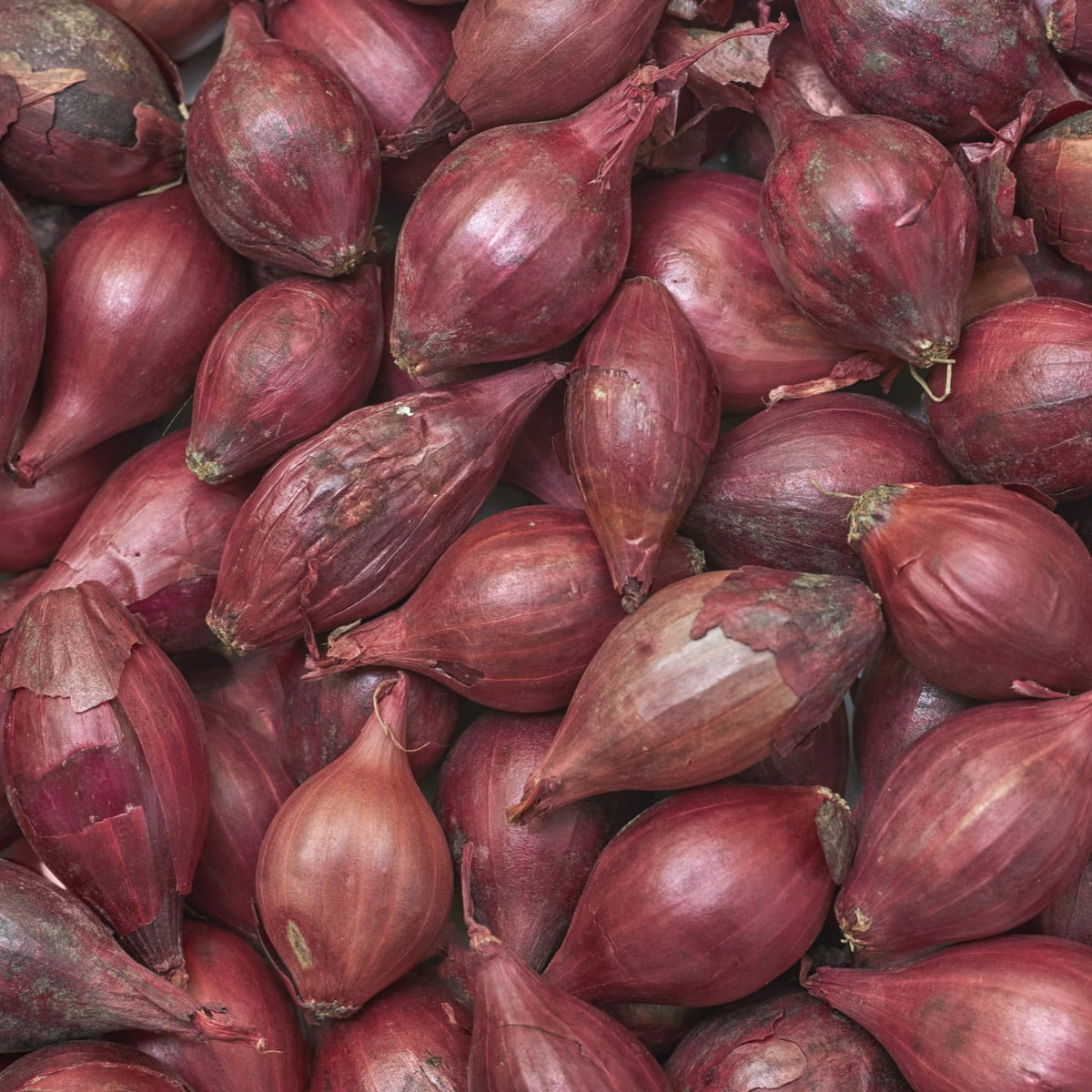BIO Cibuľa Red Baron - Allium cepa - semená cibule - 100 ks