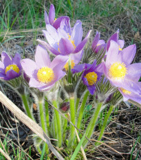 Poniklec alpinský Bells Violet - Pulsatilla alpina - semená ponikleca - 20 ks