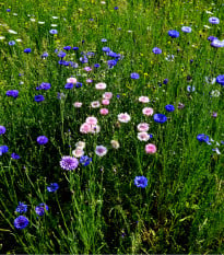 Strešná záhrada - semená Planta Naturalis - zmes - 10 g