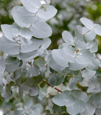 Eucalyptus cinerea - semená eukalyptu - 8 ks