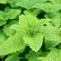 Medovka Limoncello - Melissa officinalis - semená medovky - 20 ks