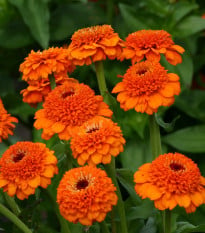 Cínia Zinderella Orange - Zinnia elegans - semená cínie - 20 ks