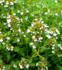 Tymián Orangelo - Thymus vulgaris - semená tymiánu - 40 ks