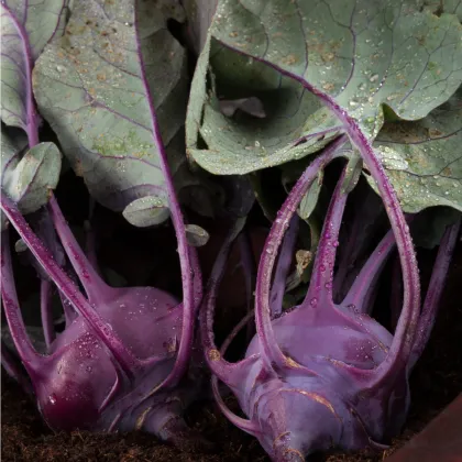 BIO kaleráb Azur - Brassica oleracea L. - bio semená kalerábu - 50 ks