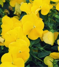 Sirôtka previsnutá Cool Wave Golden Yellow F1 - Viola x wittrockiana - semená sirôtky - 10 ks