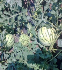 BIO melón cukrový Early Moonbeam - Citrullus lanatus - dyňa - bio semená melóna - 6 ks