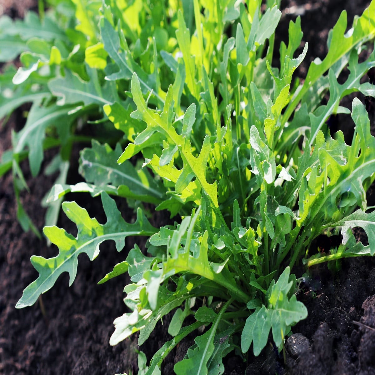 BIO rukola Ruca - Eruca sativa - bio semená rukoly - 100 ks