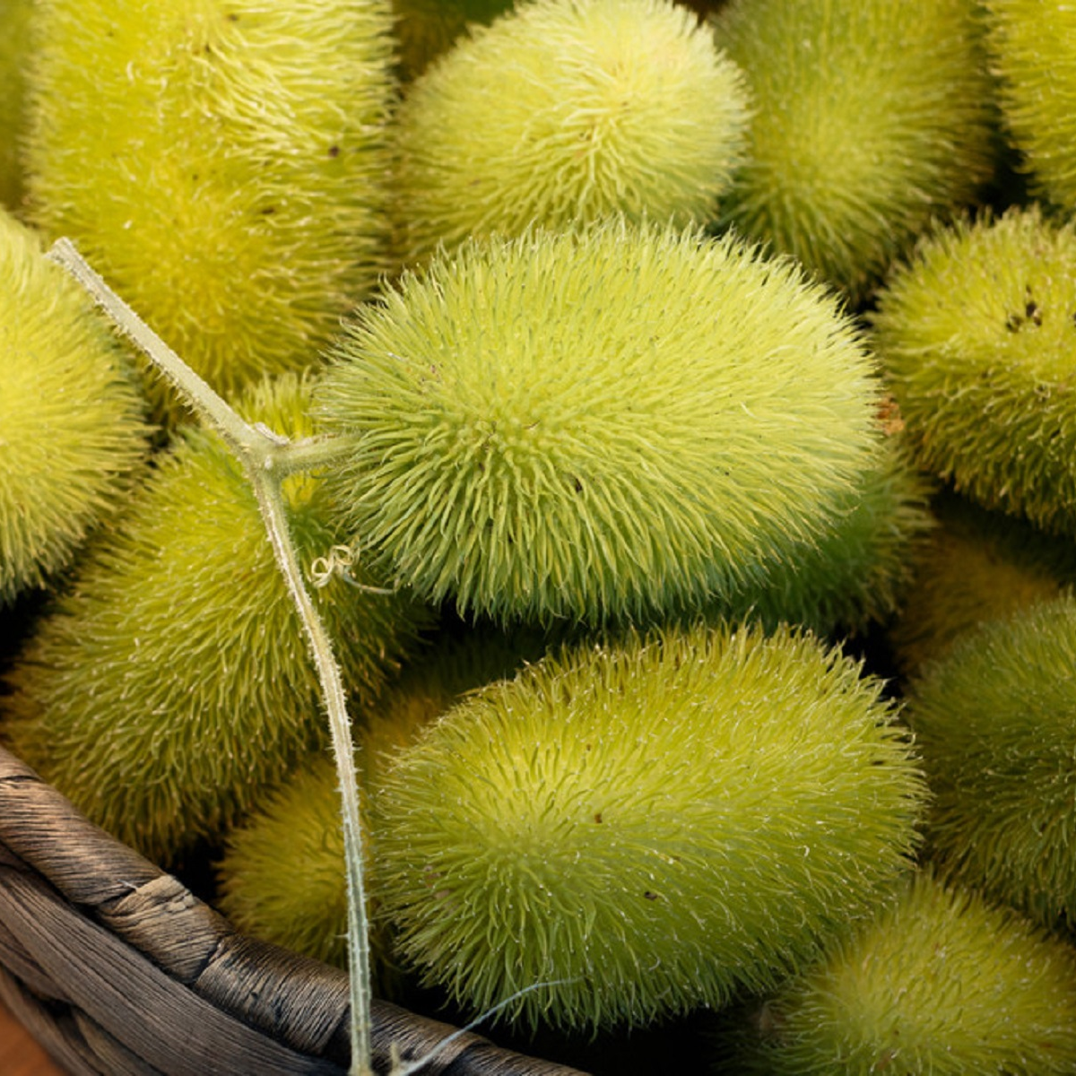 Uhorka Ježko - Cucumis dipsaceus - semená uhorky - 6 ks
