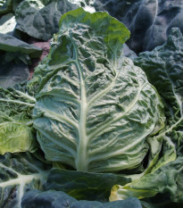 Kel skorý žltý - Brassica oleracea - semená kelu - 150 ks