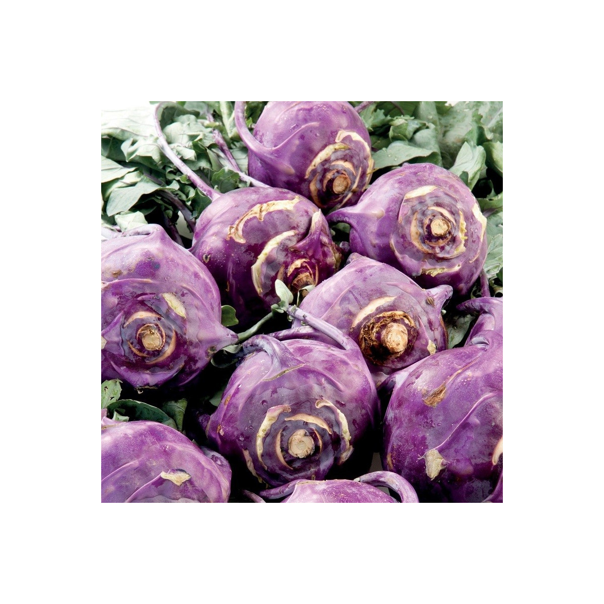 Kaleráb skorý modrý Blankyt - Brassica oleracea - semená kalerábu - 50 ks