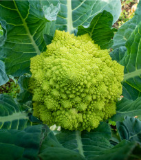 Brokolica Romanesco - Brassica oleracea L. - semená brokolice - 250 ks