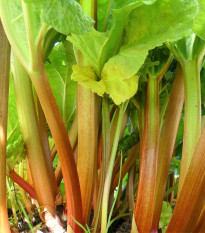 Rebarbora - Rheum rhabarbarum - semená rebarbory - 20 ks