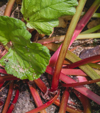 Rebarbora Viktoria - Rheum palmatum - semená rebarbory - 20 ks