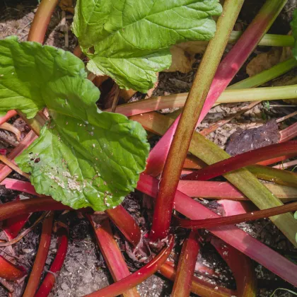 Rebarbora Viktoria - Rheum palmatum - semená rebarbory - 20 ks