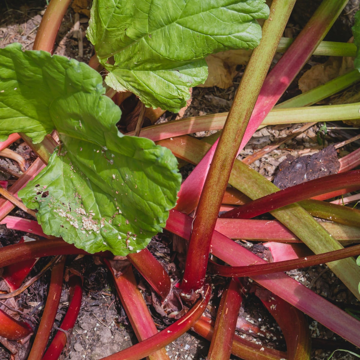 Rebarbora Viktoria - Rheum palmatum - semená rebarbory - 20 ks