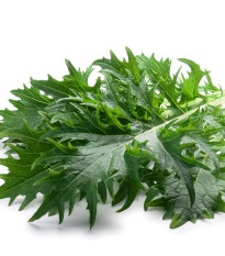 Mizuna - Brassica rapa ssp. japonica - semená horčice - 50 ks