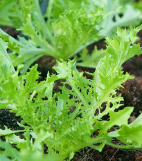 Mizuna Waido - Brassica campestris Japonica - semená mizúny - 30 ks