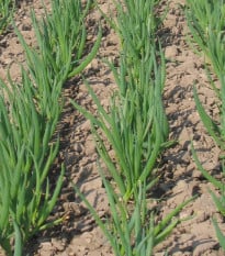 Cibuľa zimná Bajkal - Allium fistulosum - semená - 300 ks
