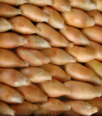 Cibuľa jarná Tosca - Allium cepa - semená - 140 ks