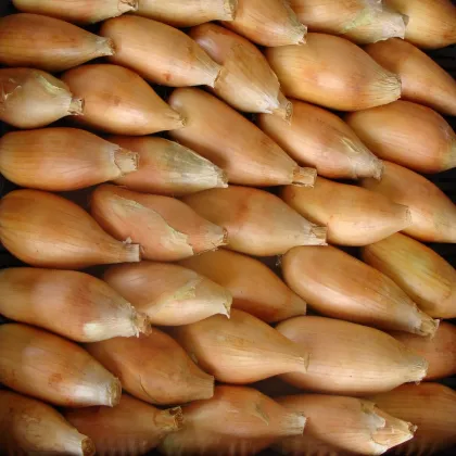 Cibuľa jarná Tosca - Allium cepa - semená - 140 ks