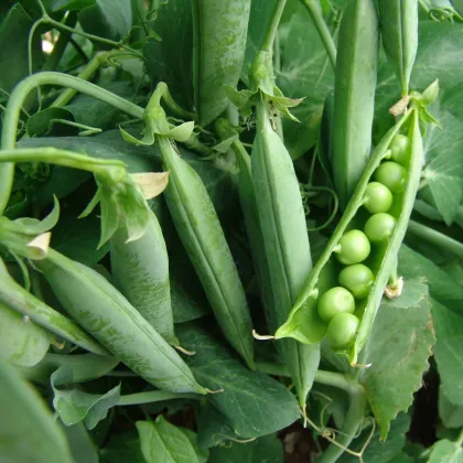 Hrach dreňový Premium - Pisum sativum - semená - 80 ks