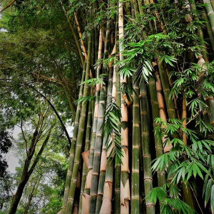 Bambus najvyšší - Dendrocalamus giganteus - semená bambusu - 2 ks