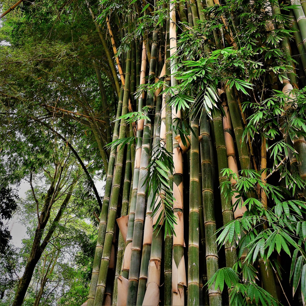 Bambus najvyšší - Dendrocalamus giganteus - semená bambusu - 2 ks