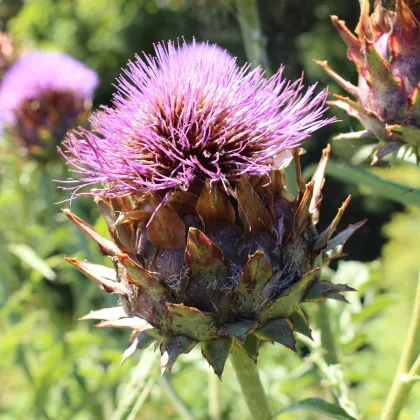 Artičoka kardová - Cynara cardunculus - semená artičoky - 10 ks