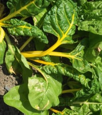 Mangold žltý Giallo - Beta vulgaris - semená mangoldu - 60 ks