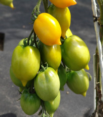 Paradajka Citrina - Solanum lycopersicum - semená paradajky - 10 ks